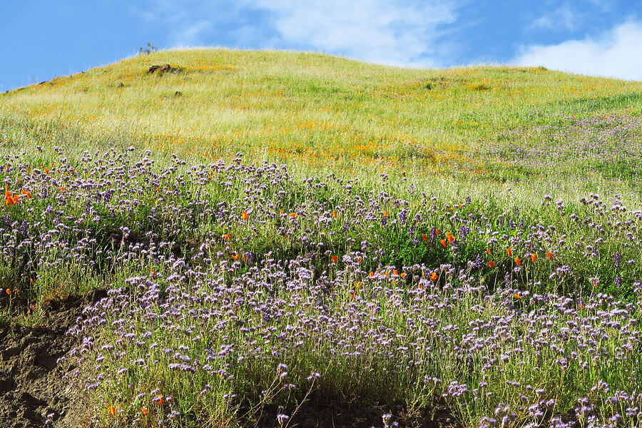 wildflowers (Phacelia tanacetifolia, Eschscholzia californica, Caulanthus lasiophyllus (Guillenia lasiophylla)) [Bear Valley Road, Colusa County, California]