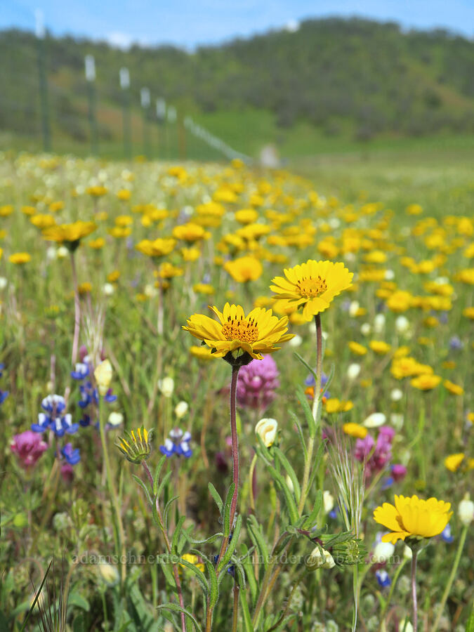 tarweed & other wildflowers (Madia elegans, Castilleja exserta var. exserta (Orthocarpus exsertus), Platystemon californicus, Lupinus nanus) [Bear Valley Road, Colusa County, California]