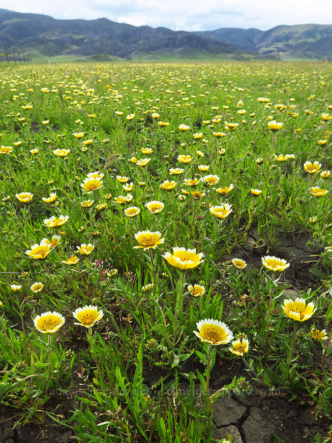 Fremont's tidy-tips (Layia fremontii) [Bear Valley Road, Colusa County, California]