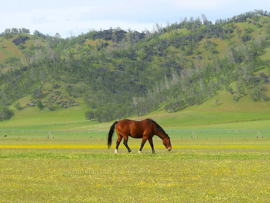 horse & wildflowers [Bear Valley Road, Colusa County, California]