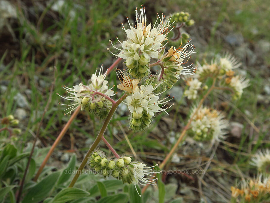 phacelia (which?) (Phacelia sp.) [Brim Road, Colusa County, California]