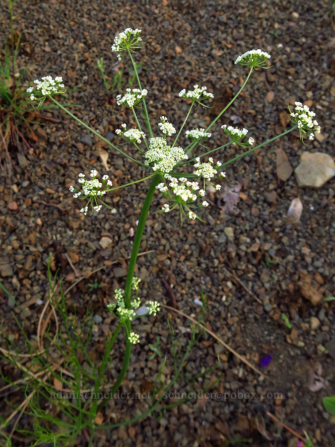 new-to-science desert parsley (Lomatium sp.) [Highway 162, Glenn County, California]