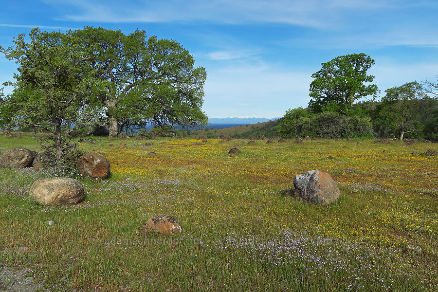 wildflowers & oak trees [Hogsback Road, Tehama County, California]