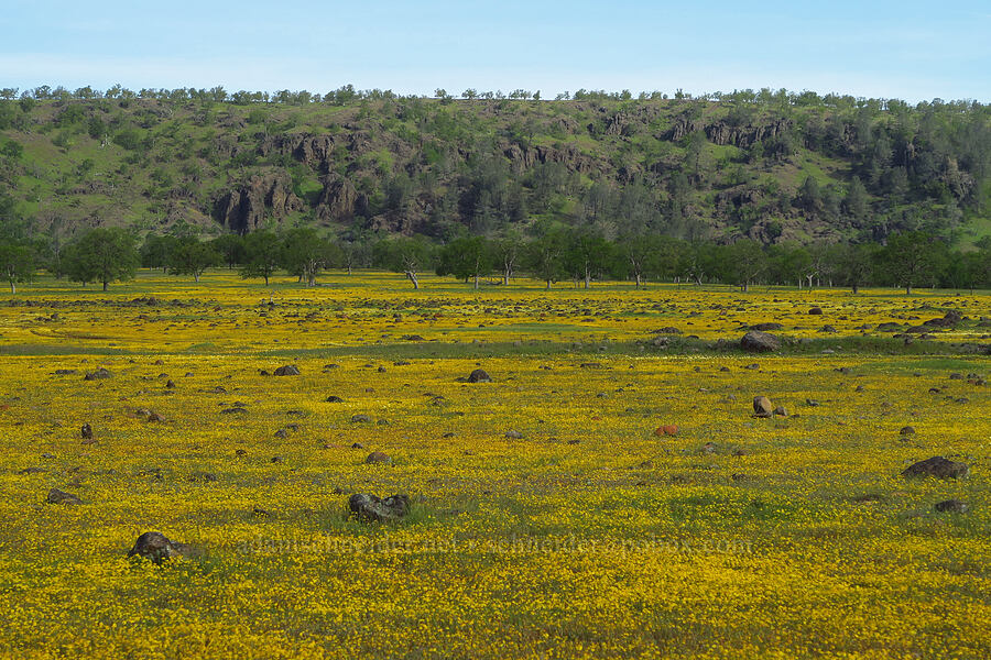 gold-fields (Lasthenia sp.) [Hogsback Road, Tehama County, California]