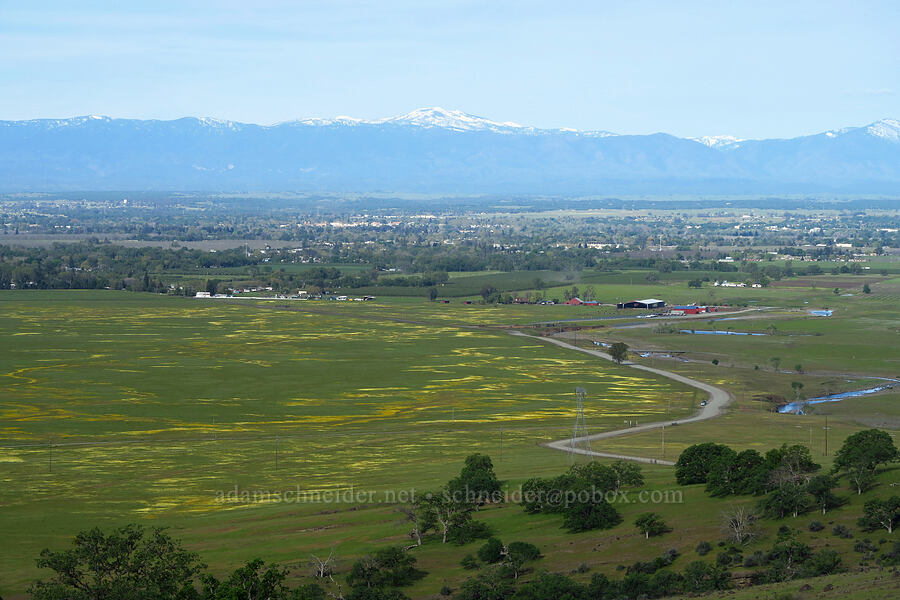 wildflowers below [Hogsback Road, Tehama County, California]