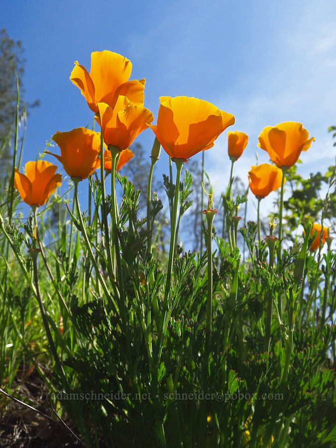 California poppies (Eschscholzia californica) [Clear Creek Gorge, Shasta County, California]