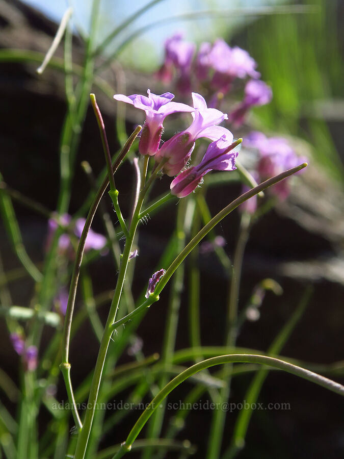 sickle-pod rock-cress (Boechera sparsiflora) [Clear Creek Gorge, Shasta County, California]
