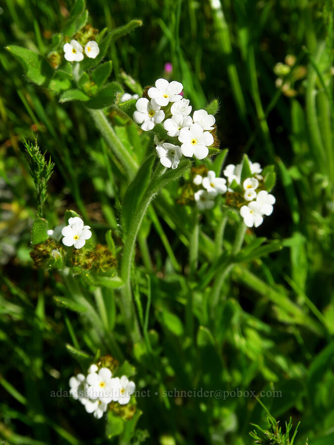 popcorn-flower (Plagiobothrys sp.) [Clear Creek Gorge, Shasta County, California]