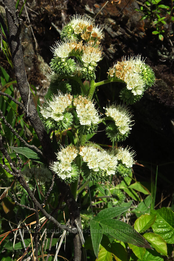 phacelia (which?) (Phacelia sp.) [Clear Creek Gorge, Shasta County, California]