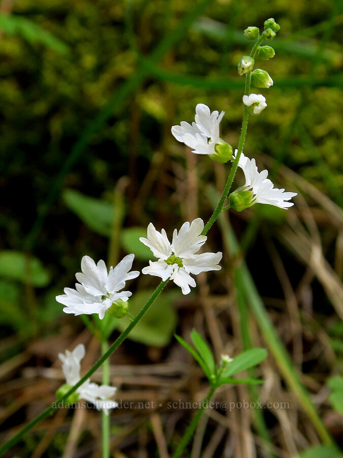 hillside woodland star (?) (Lithophragma heterophyllum) [Clear Creek Gorge, Shasta County, California]