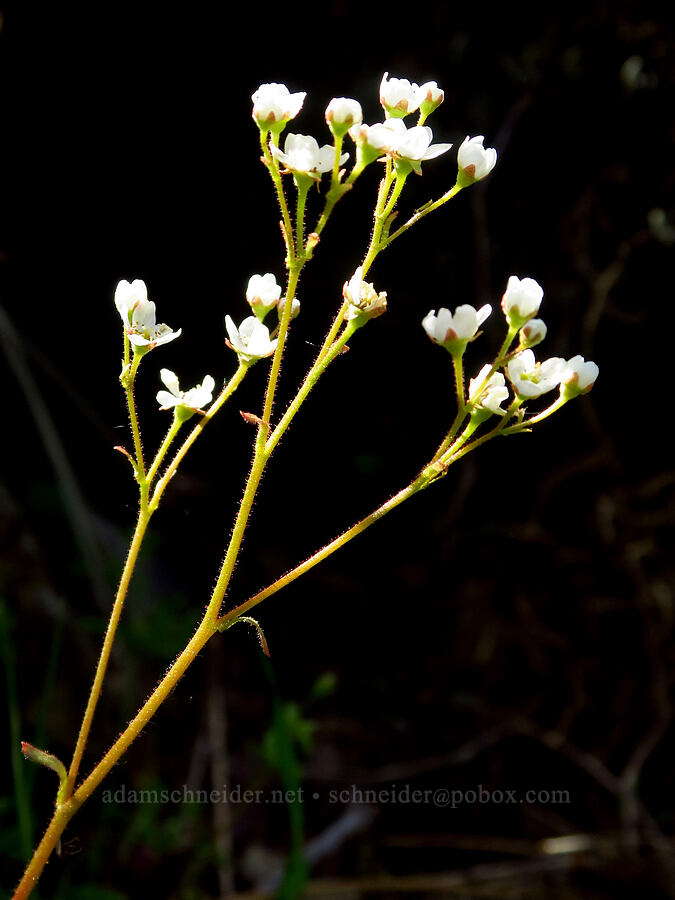California saxifrage (Micranthes californica (Saxifraga californica)) [Clear Creek Gorge, Shasta County, California]