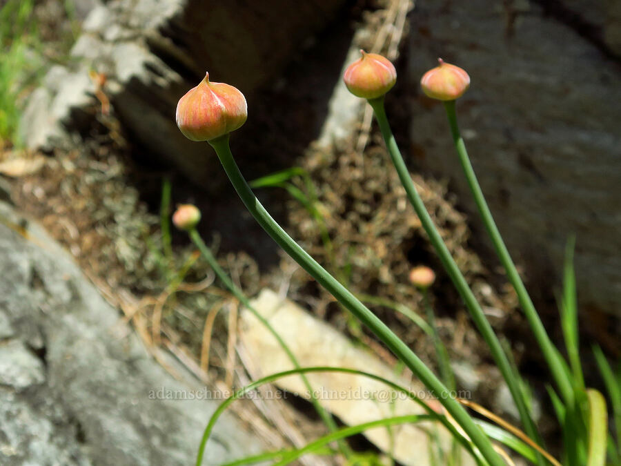 narrow-leaf onion, budding (Allium amplectens) [Clear Creek Gorge, Shasta County, California]