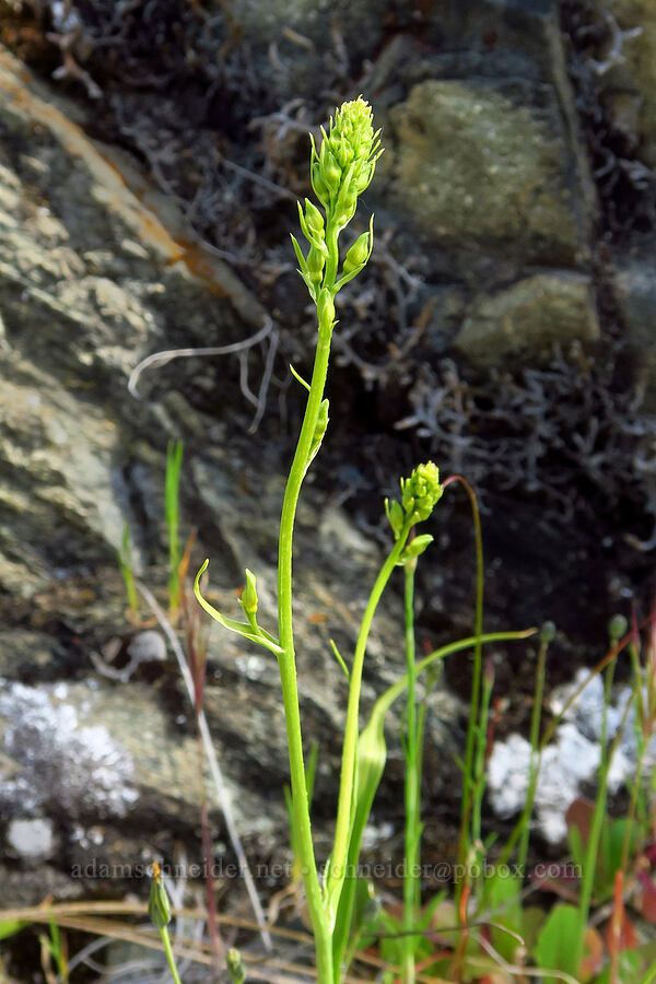 death-camas, budding (Toxicoscordion sp. (Zigadenus sp.)) [Clear Creek Gorge, Shasta County, California]