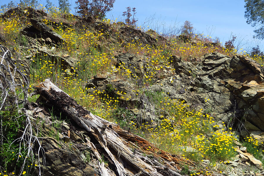 foothill poppies (Eschscholzia caespitosa) [Clear Creek Gorge, Shasta County, California]