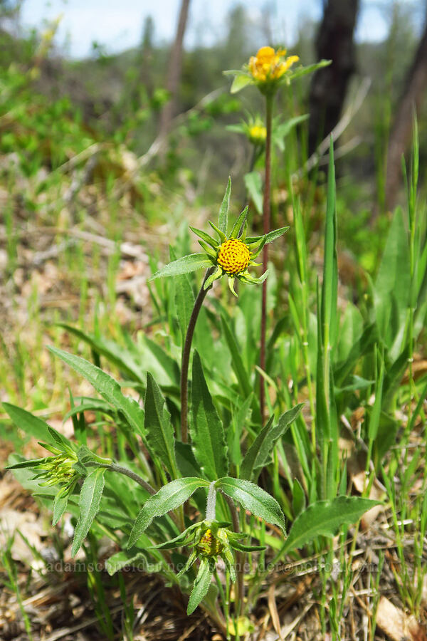 California dwarf sunflower, budding (Helianthella californica) [Clear Creek, Shasta County, California]