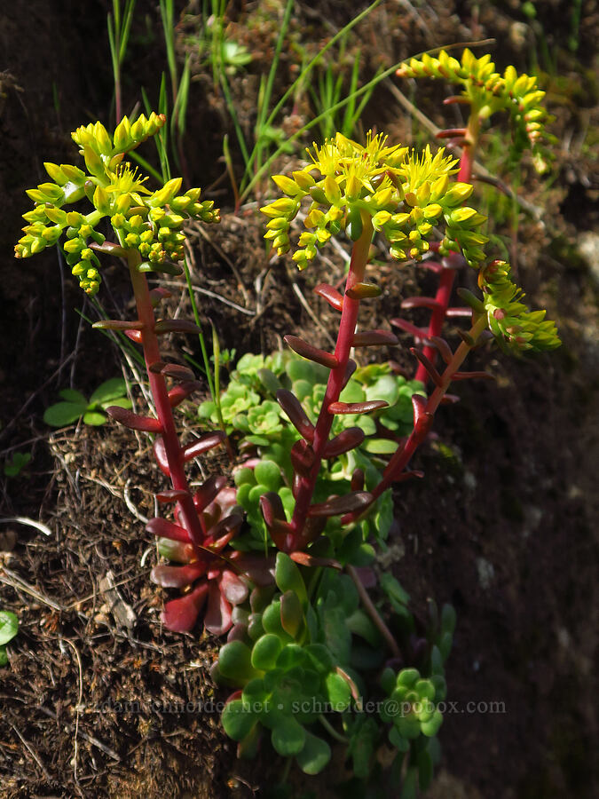 broad-leaf stonecrop (Sedum spathulifolium) [Clear Creek, Shasta County, California]