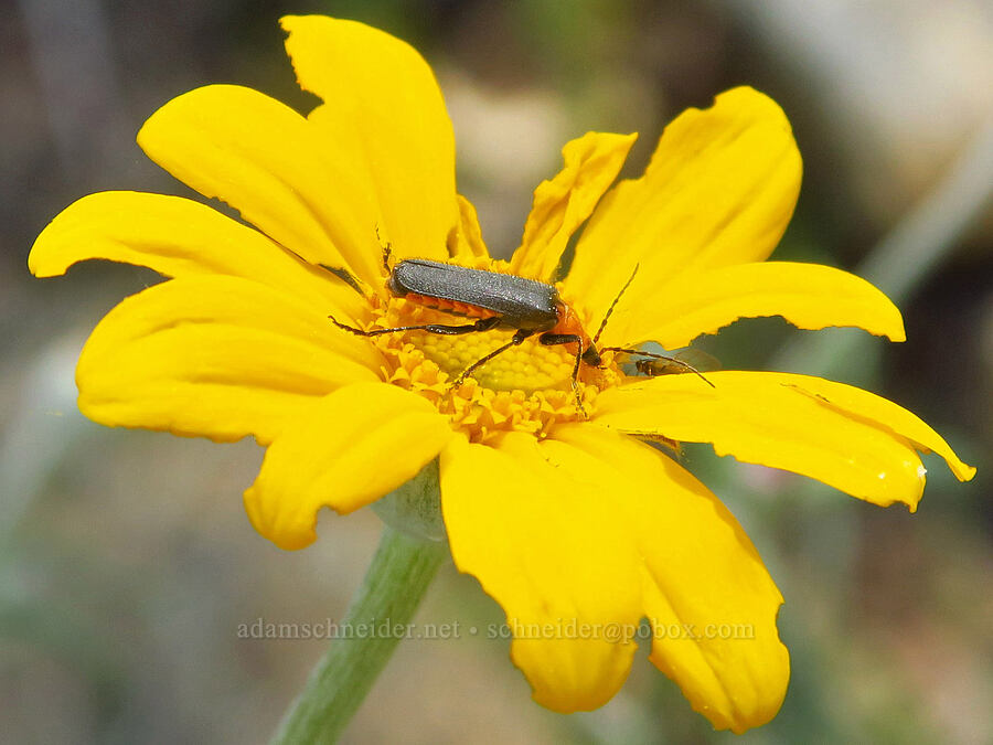 soldier beetle on woolly sunflower (Eriophyllum lanatum var. grandiflorum, Cultellunguis ingenuus) [Clear Creek, Shasta County, California]