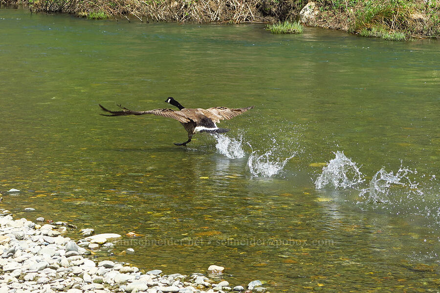 Canada goose (Branta canadensis) [Clear Creek, Shasta County, California]