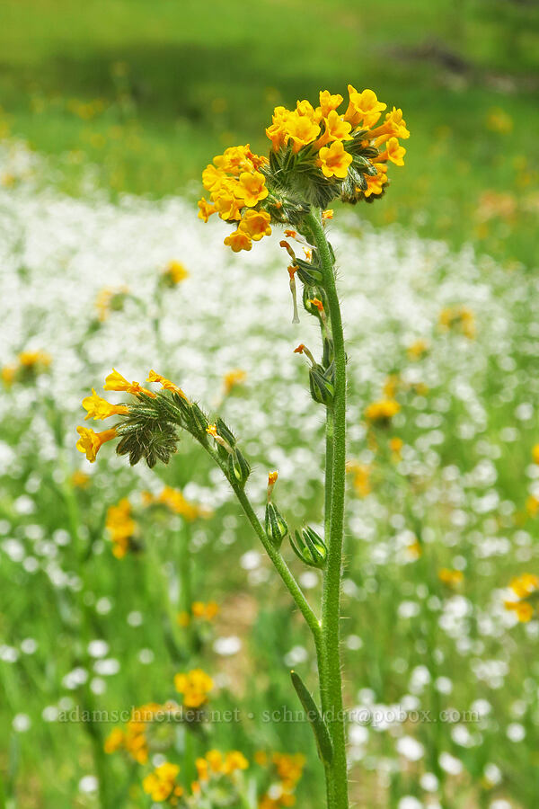 fiddleneck & popcorn-flower (Amsinckia menziesii, Plagiobothrys canescens) [Horsetown-Clear Creek Preserve, Shasta County, California]