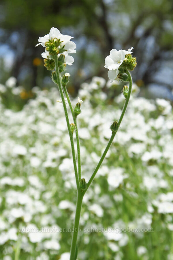 valley popcorn-flower (Plagiobothrys canescens) [Horsetown-Clear Creek Preserve, Shasta County, California]
