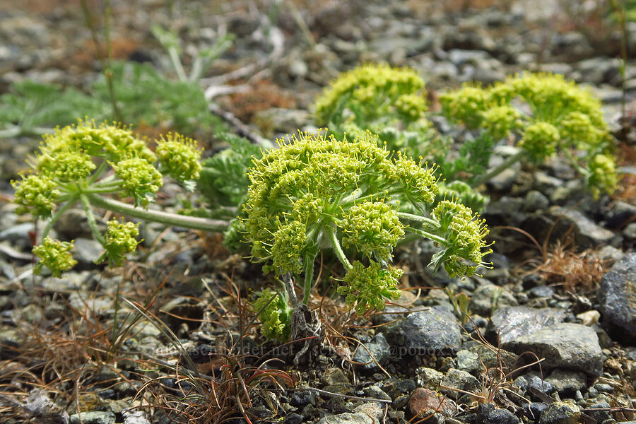 big-seed biscuitroot (Lomatium macrocarpum) [China Hill, Yreka, Siskiyou County, California]