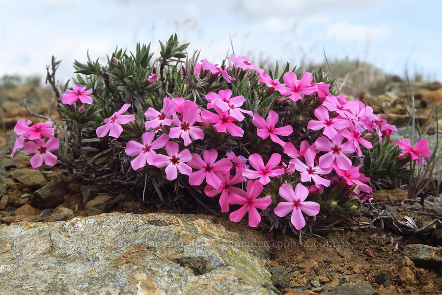 Yreka phlox (Phlox hirsuta) [China Hill, Yreka, Siskiyou County, California]