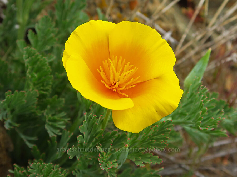 California poppy (Eschscholzia californica) [China Hill, Yreka, Siskiyou County, California]