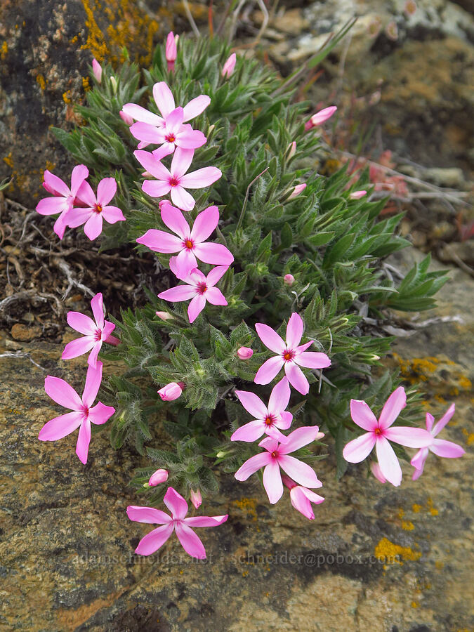 Yreka phlox (Phlox hirsuta) [China Hill, Yreka, Siskiyou County, California]