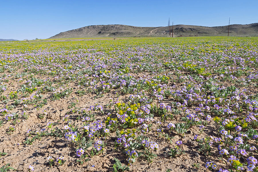 yellow pepper-weed & Fremont's phacelia (Lepidium flavum, Phacelia fremontii) [Highway 178, Inyo County, California]