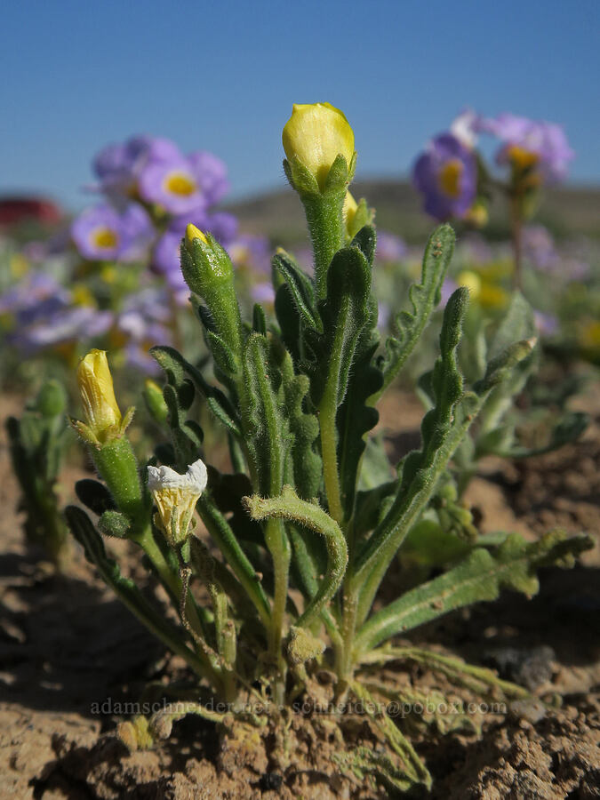 blazing-star (Mentzelia sp.) [Highway 178, Inyo County, California]