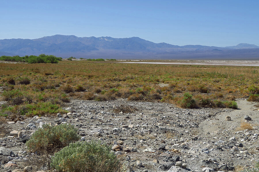 salty wetlands [Badwater Road, Death Valley National Park, Inyo County, California]