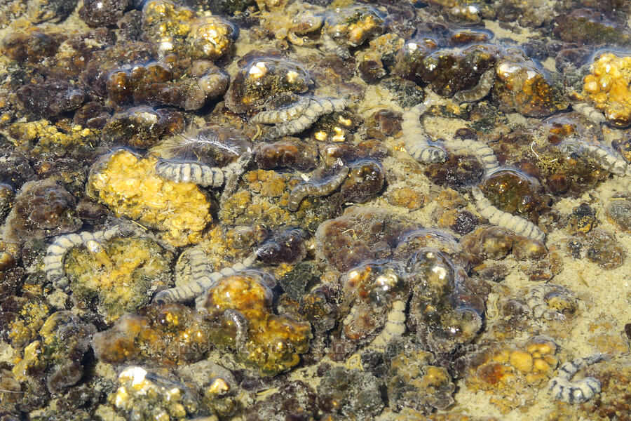 unknown larvae [Mormon Point, Death Valley National Park, Inyo County, California]