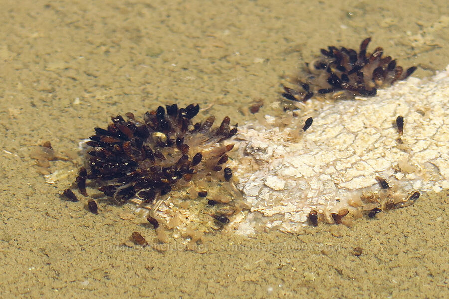 unknown larvae or pupae [Mormon Point, Death Valley National Park, Inyo County, California]