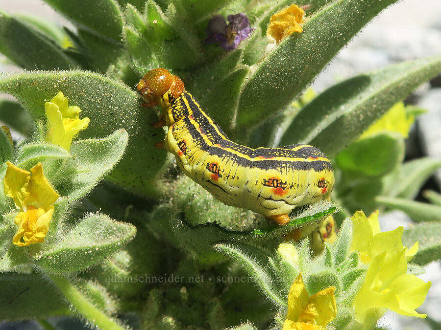 sphinx moth caterpillar on desert snapdragon (Hyles lineata, Mohavea breviflora) [Sidewinder Canyon, Death Valley National Park, Inyo County, California]