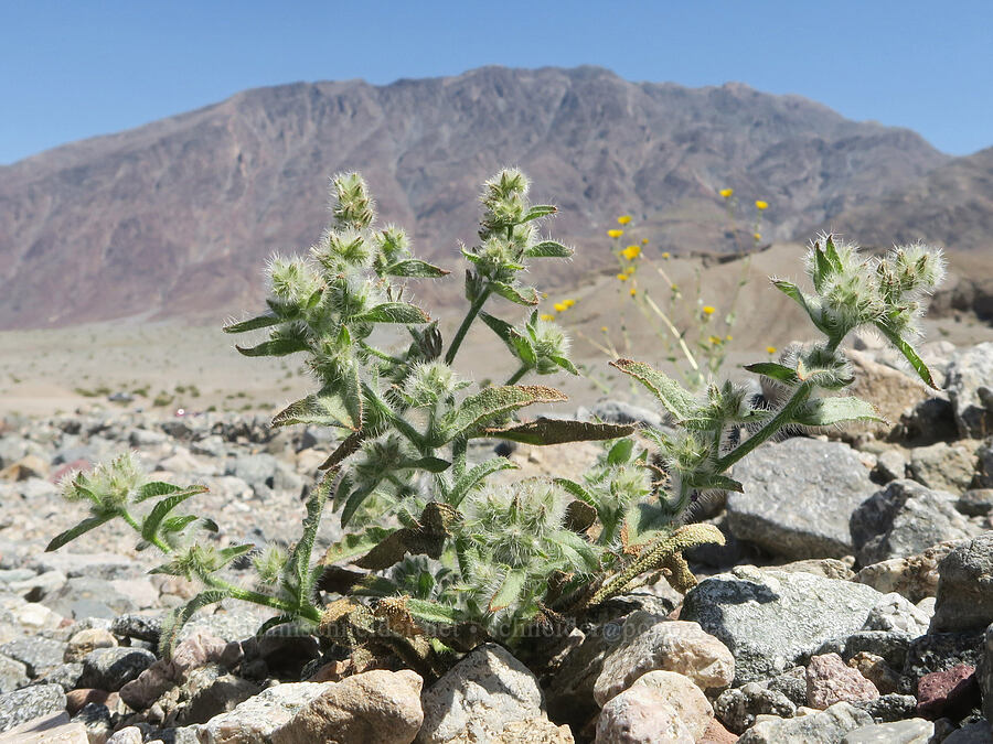 Mojave popcorn-flower (Plagiobothrys jonesii (Simpsonanthus jonesii)) [near Sidewinder Canyon, Death Valley National Park, Inyo County, California]