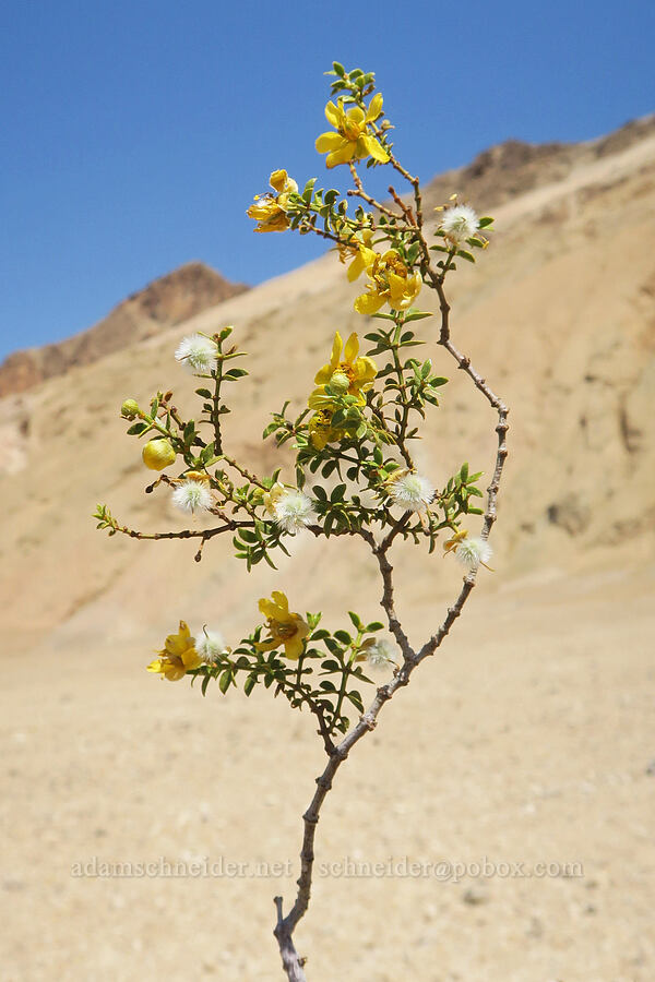 creosote bush (Larrea tridentata) [Artist's Palette Drive, Death Valley National Park, Inyo County, California]