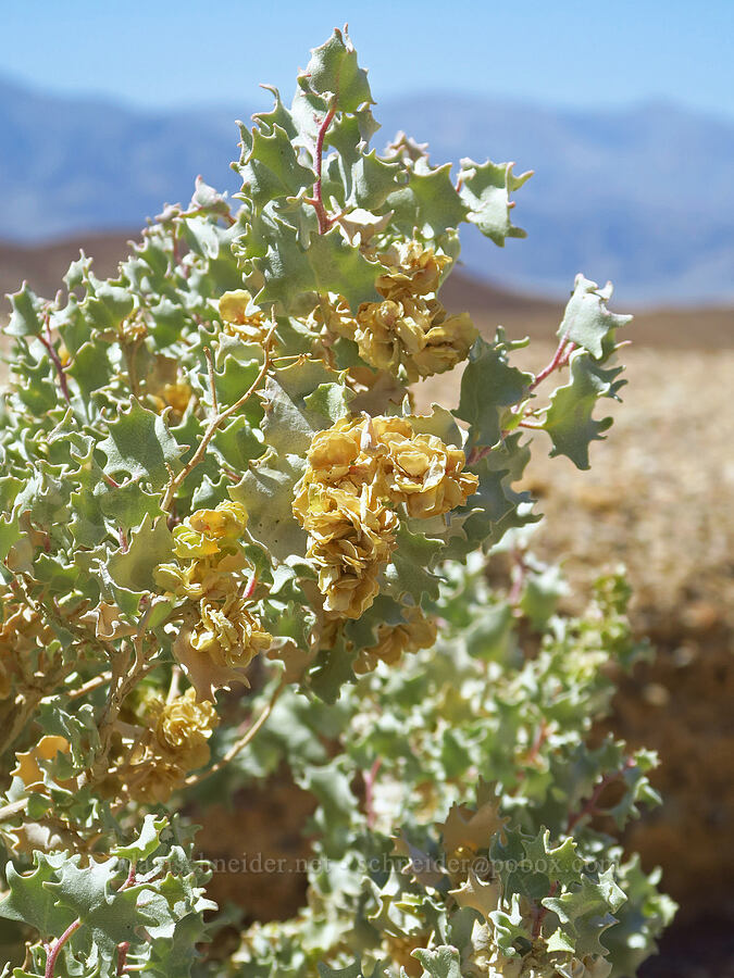 desert holly (Atriplex hymenelytra) [Artist's Palette Drive, Death Valley National Park, Inyo County, California]