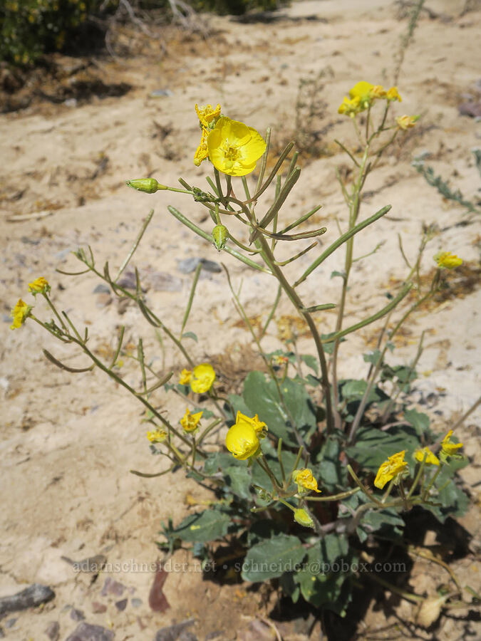 sun-cups (Chylismia sp. (Camissonia sp.)) [Furnace Creek, Death Valley National Park, Inyo County, California]