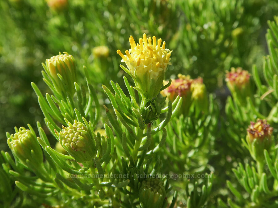 pygmy cedar (desert fir) (Peucephyllum schottii) [Hole-in-the-Wall Road, Death Valley National Park, Inyo County, California]