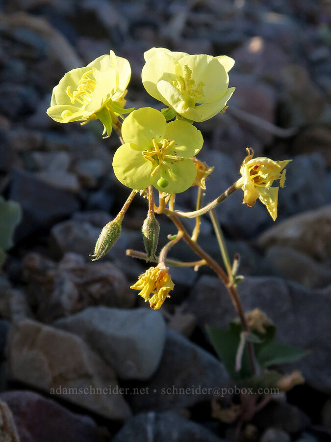 pale yellow brown-eyed evening-primrose (Chylismia claviformis (Camissonia claviformis)) [Beatty Cutoff Road, Death Valley National Park, Inyo County, California]