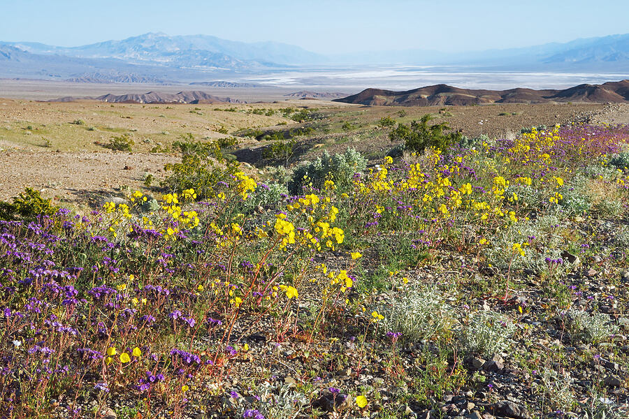 wildflowers (Chylismia brevipes (Camissonia brevipes), Phacelia crenulata, Atrichoseris platyphylla (Malacothrix platyphylla), Tidestromia suffruticosa var. oblongifolia) [Beatty Cutoff Road, Death Valley National Park, Inyo County, California]