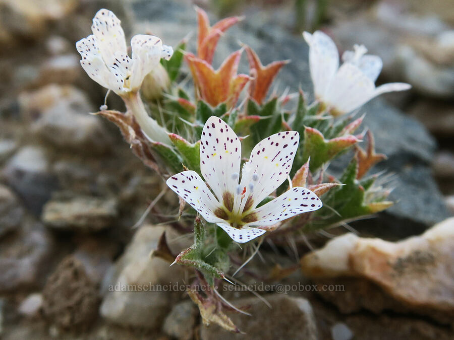 spotted langloisia (Langloisia setosissima ssp. punctata (Langloisia punctata)) [Beatty Cutoff Road, Death Valley National Park, Inyo County, California]