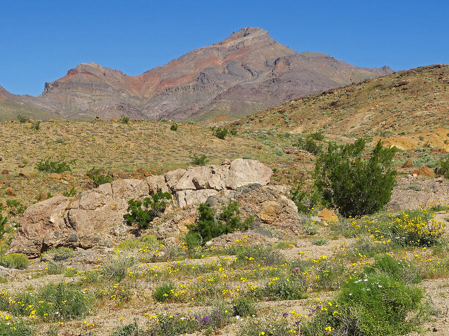 wildflowers & Corkscrew Peak [Daylight Pass Road, Death Valley National Park, Inyo County, California]