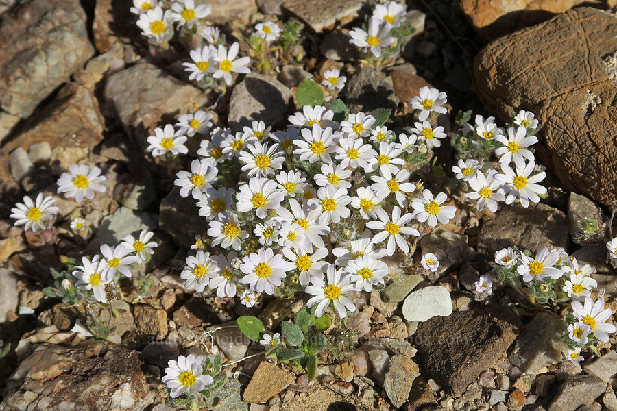 desert-stars (Monoptilon sp.) [Grapevine Mountains, Death Valley National Park, Inyo County, California]