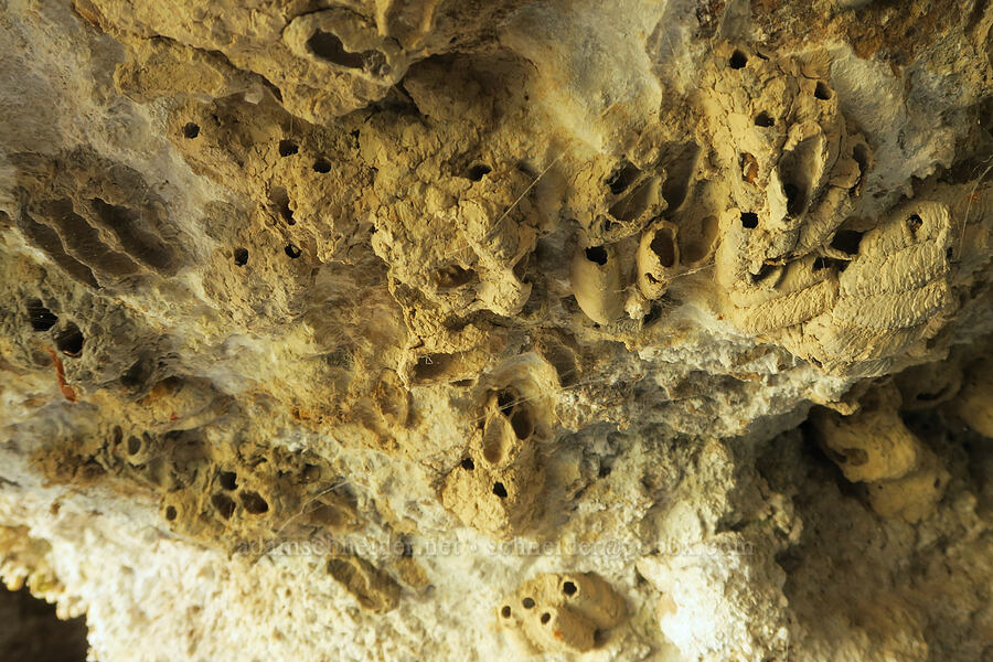 mud wasp nests [Hole-in-the-Rock Spring, Death Valley National Park, Inyo County, California]