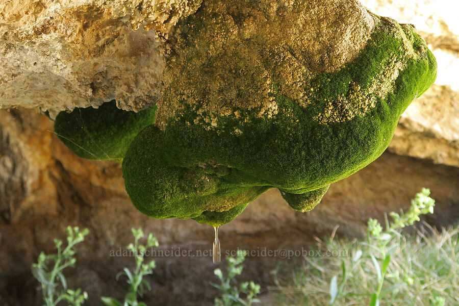 dripping moss [Hole-in-the-Rock Spring, Death Valley National Park, Inyo County, California]