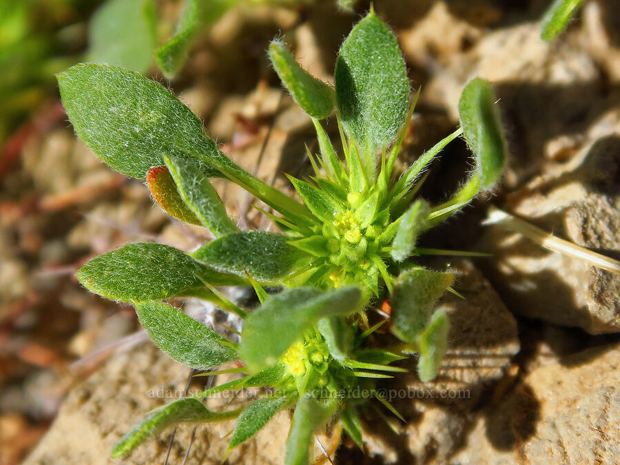 devil's spineflower (Chorizanthe rigida) [Grapevine Mountains, Death Valley National Park, Inyo County, California]