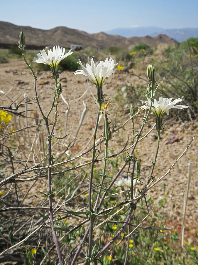 desert chicory (Rafinesquia neomexicana) [Grapevine Mountains, Death Valley National Park, Inyo County, California]