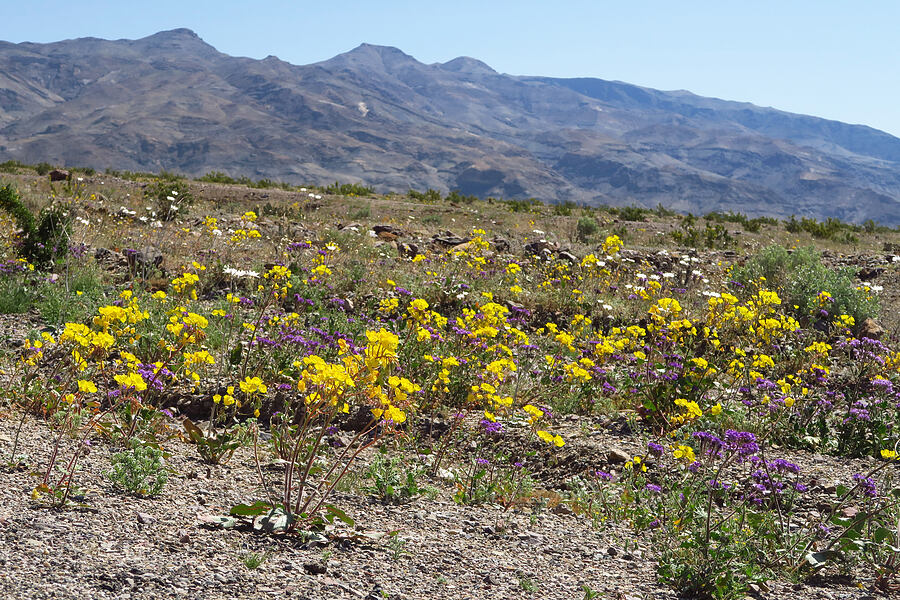 wildflowers (Chylismia brevipes (Camissonia brevipes), Phacelia crenulata, Mentzelia sp., Atrichoseris platyphylla (Malacothrix platyphylla), Johnstonella angustifolia (Cryptantha angustifolia)) [Mud Canyon Road, Death Valley National Park, Inyo County, California]