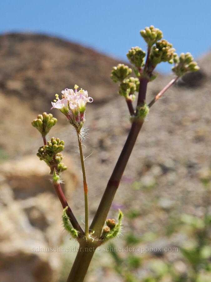 valley ring-stem (Anulocaulis annulatus (Boerhavia annulata)) [near Titus Canyon, Death Valley National Park, Inyo County, California]
